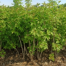 天目琼花丛生天目琼花定州天目琼花天目琼花价格