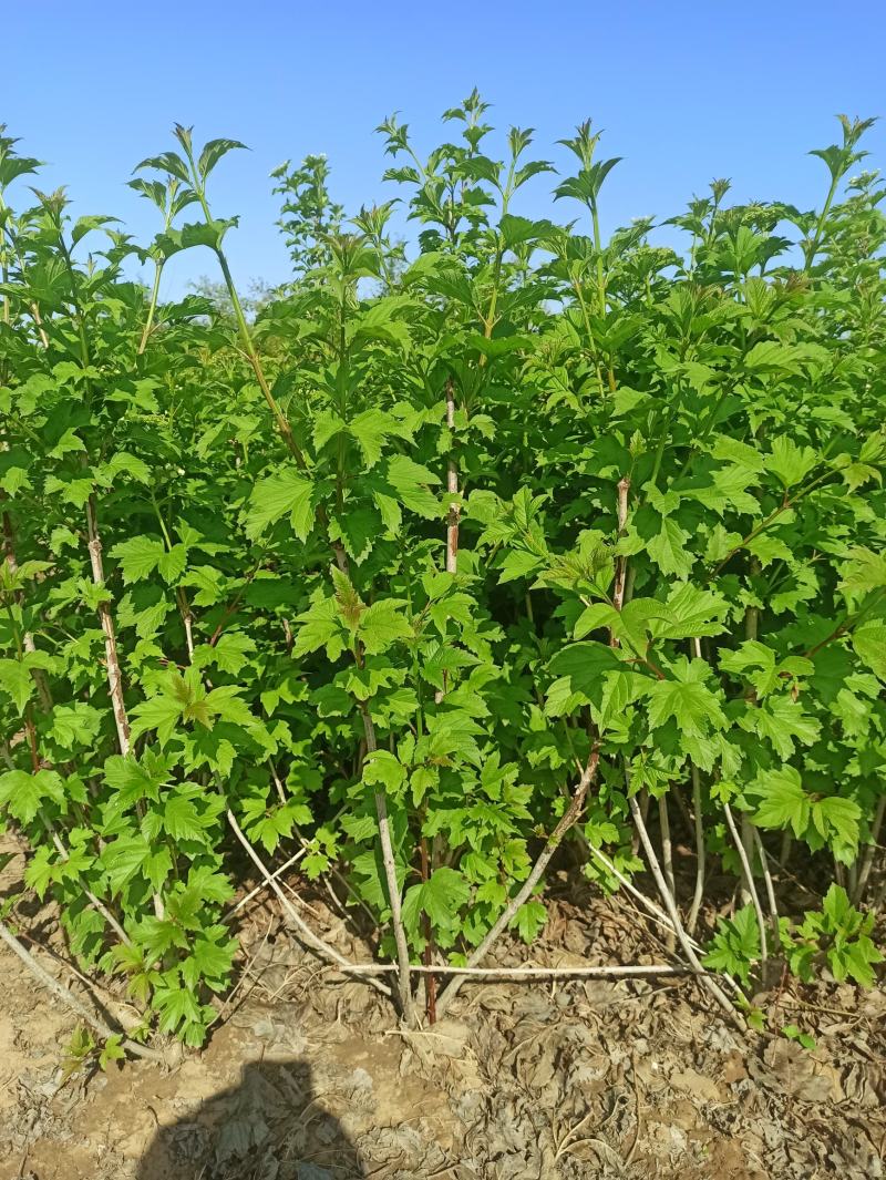 天目琼花丛生天目琼花定州天目琼花天目琼花价格