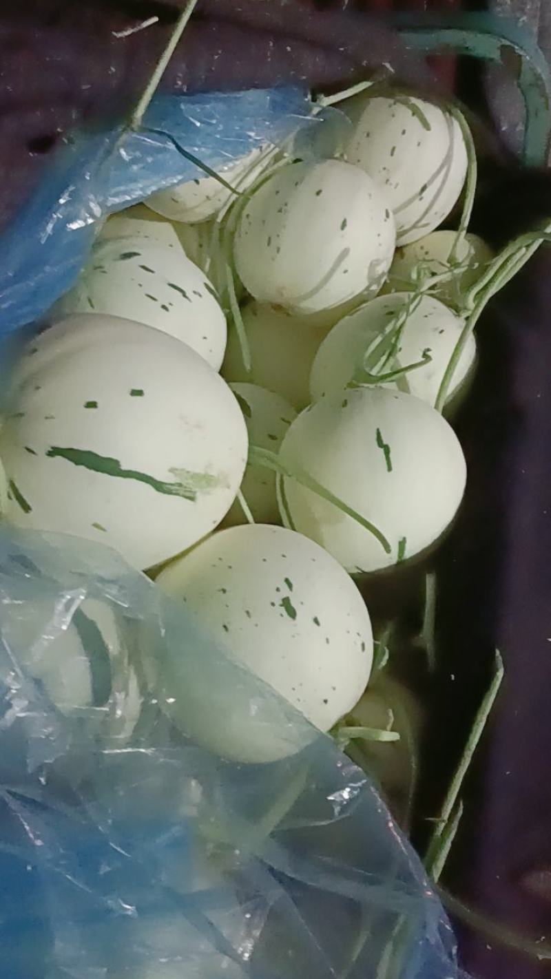 博洋蜜瓜原产地，一手货源，品质好，价格优，欢迎选购