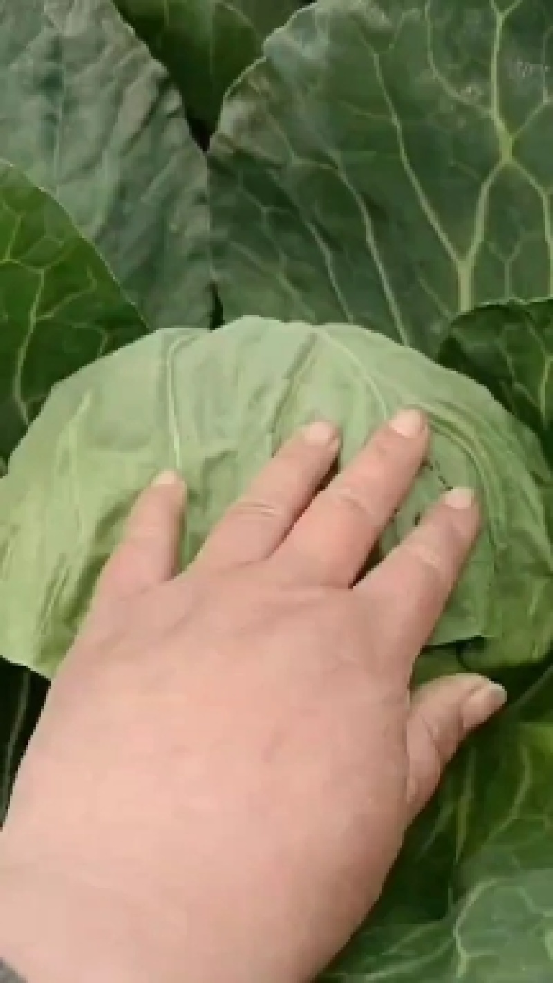 软甘蓝绿加四五明星甘蓝亮球等甘蓝遍包黄心菜