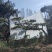 山东松树-黑松造型黑松黑松盆景斜飘造型松