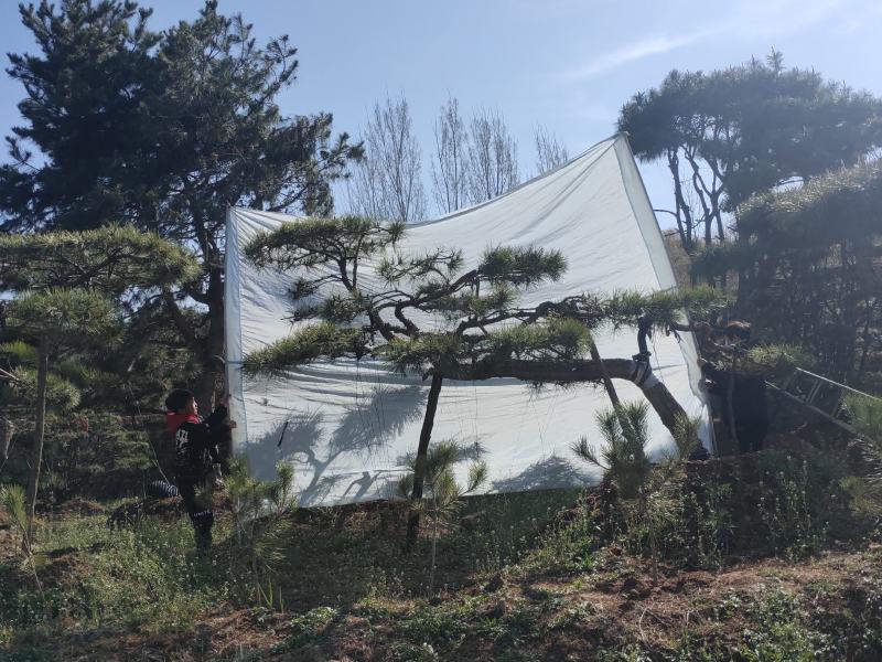 山东松树-黑松造型黑松黑松盆景斜飘造型松