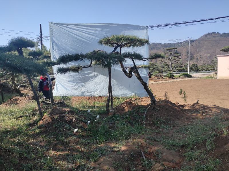 山东松树-黑松造型黑松黑松盆景斜飘造型松