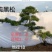 山东松树-黑松造型黑松黑松盆景斜飘造型松