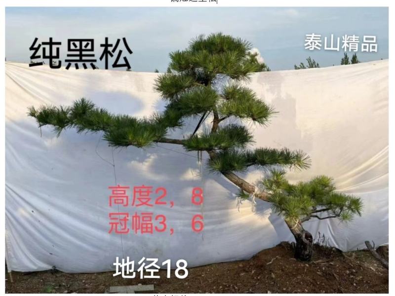山东松树-黑松造型黑松黑松盆景斜飘造型松