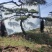 山东松树-黑松造型黑松黑松盆景斜飘造型松