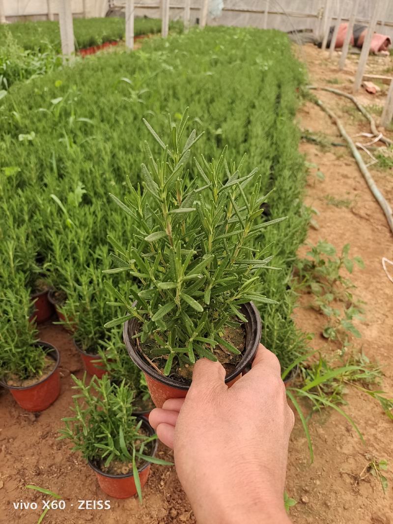 迷迭香，大盆的，高度20左右，基地大量有货，有需要联系