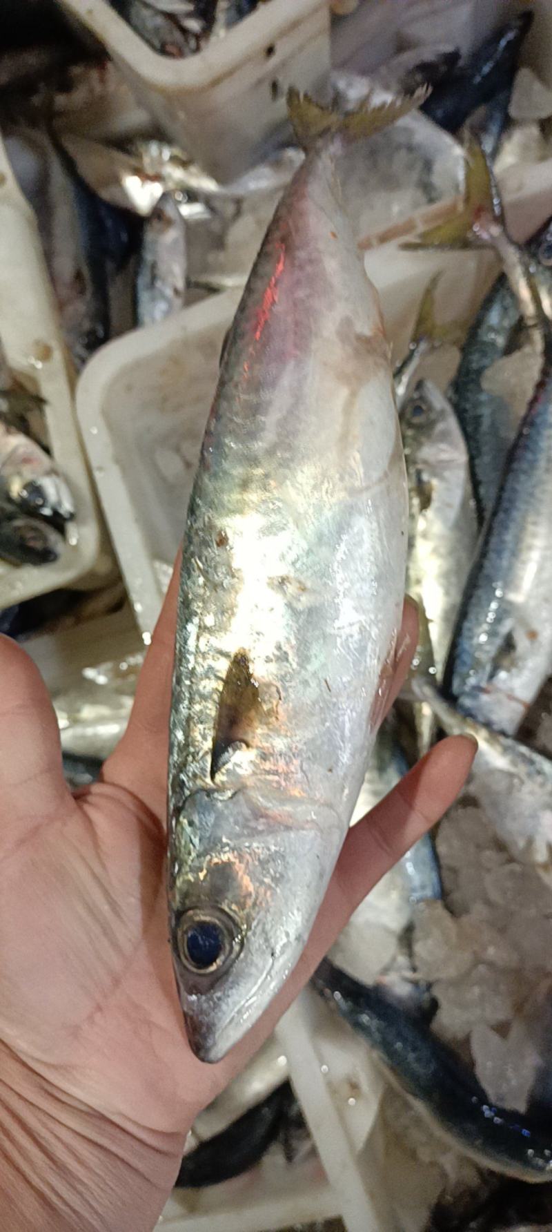 船冻小苔鱼