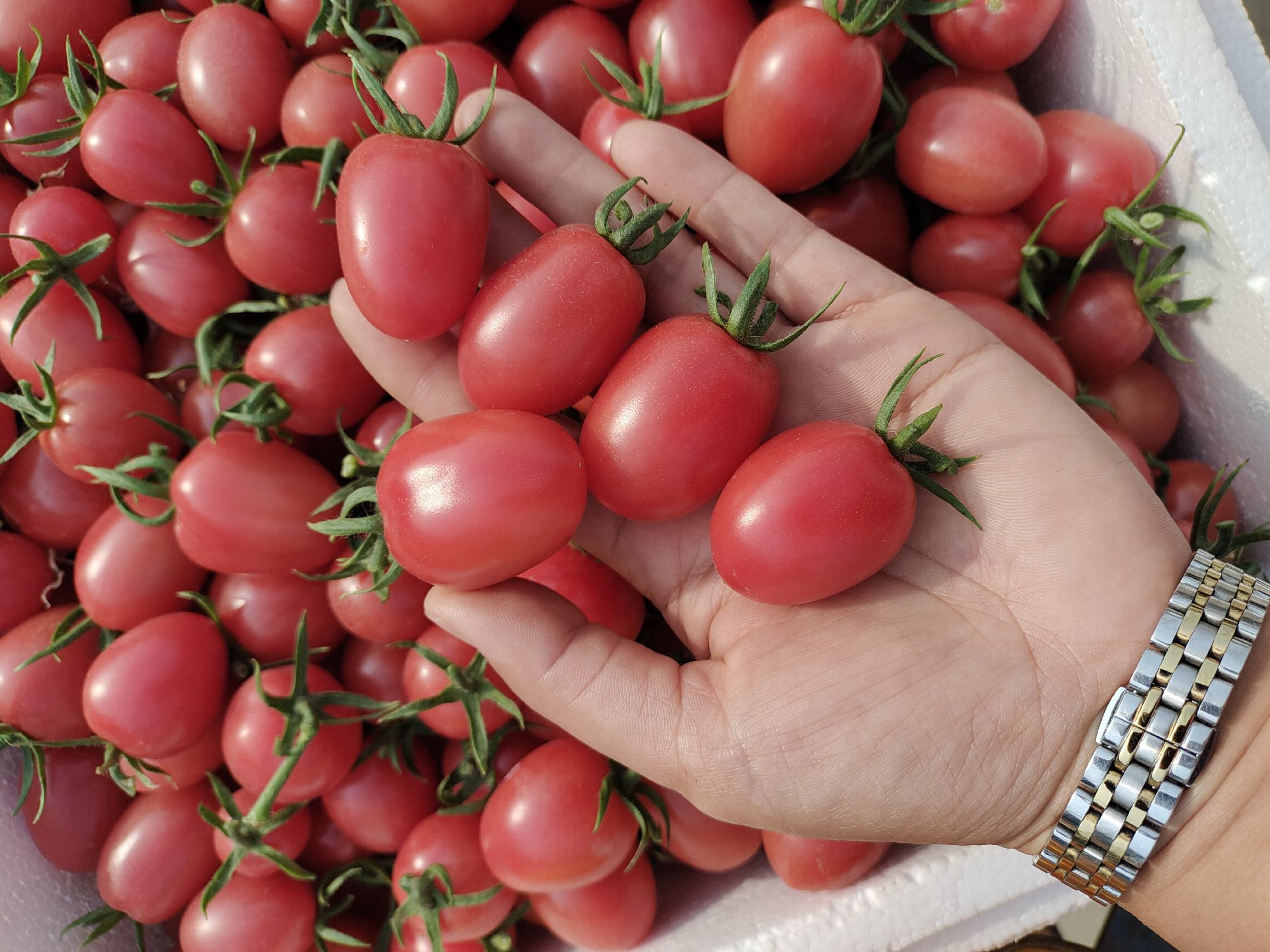普罗旺斯西红柿与土豆的搭配
