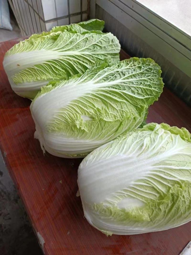 黄心菜，金菲翠，玲珑黄，阳春，美春等一级货净菜毛菜