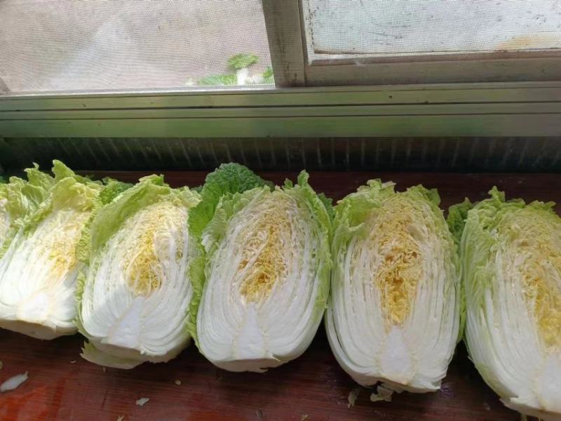 黄心菜，金菲翠，玲珑黄，阳春，美春等一级货净菜毛菜