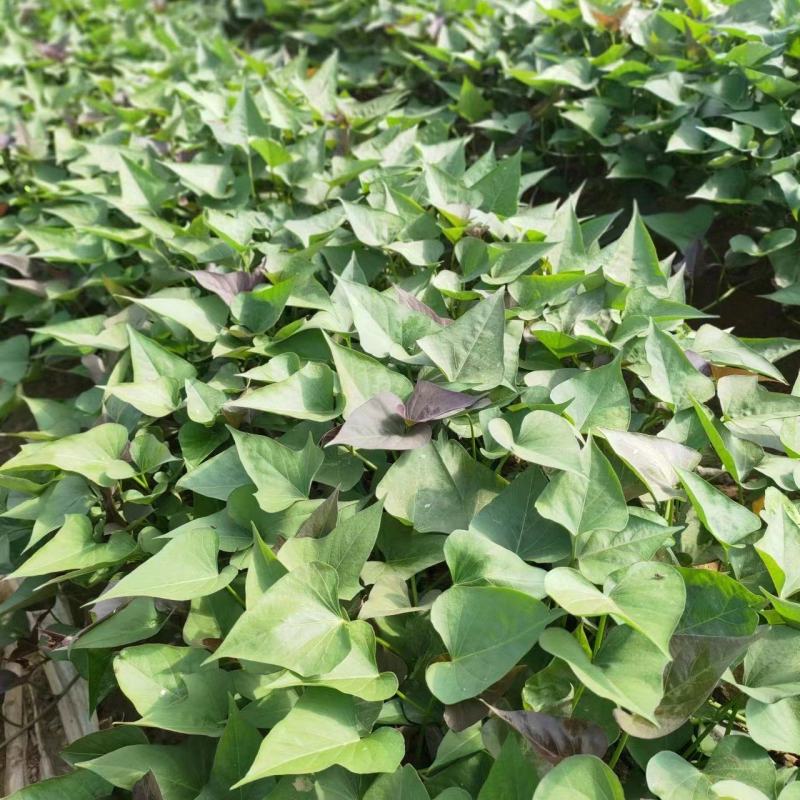 优质西瓜红苗