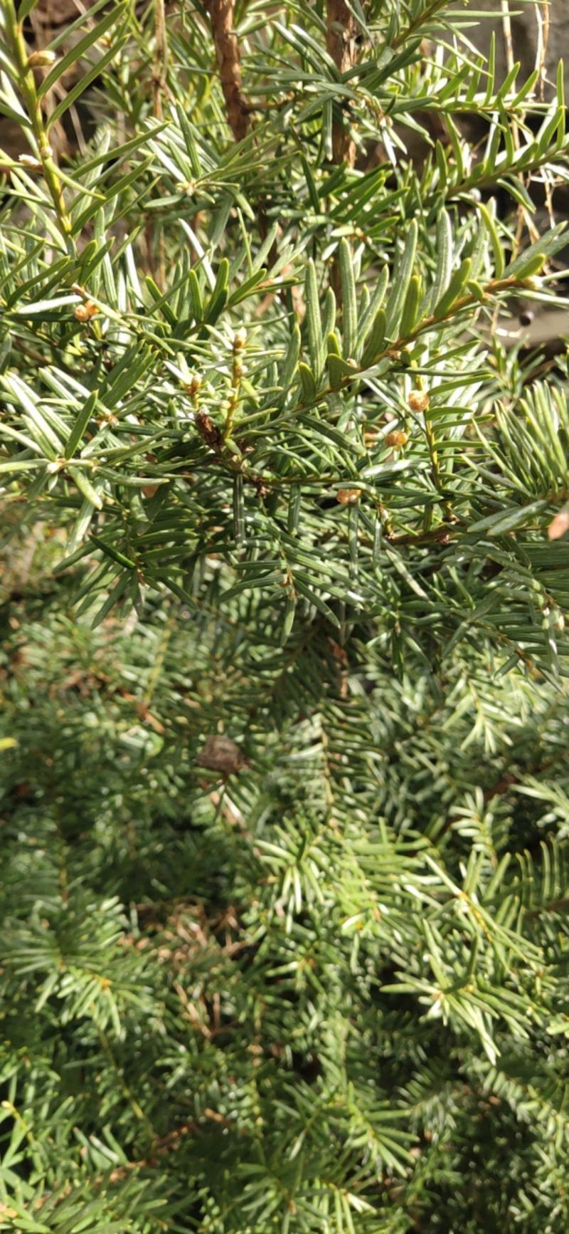 红豆杉1米到1米5高