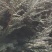 红豆杉1米到1米5高