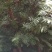红豆杉1米到1米5高