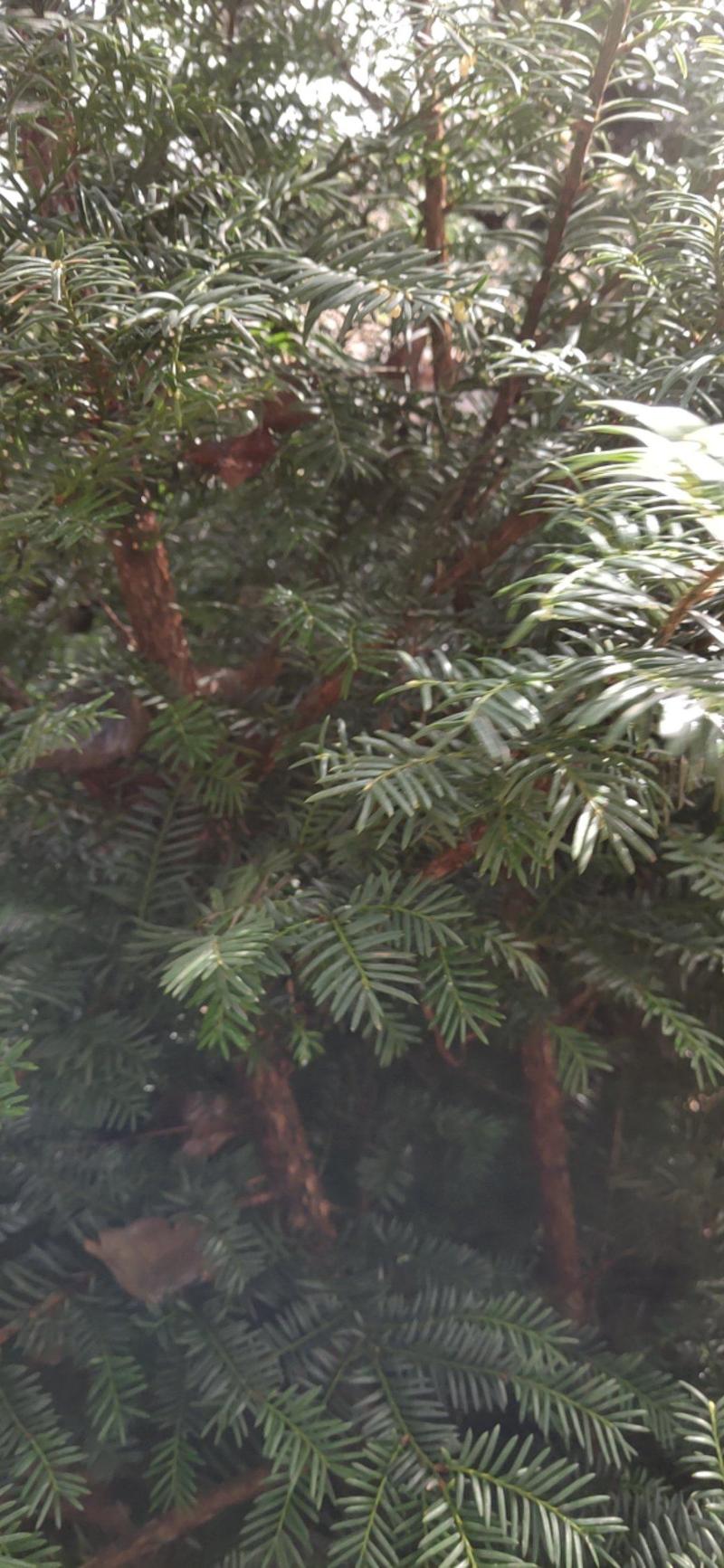红豆杉1米到1米5高