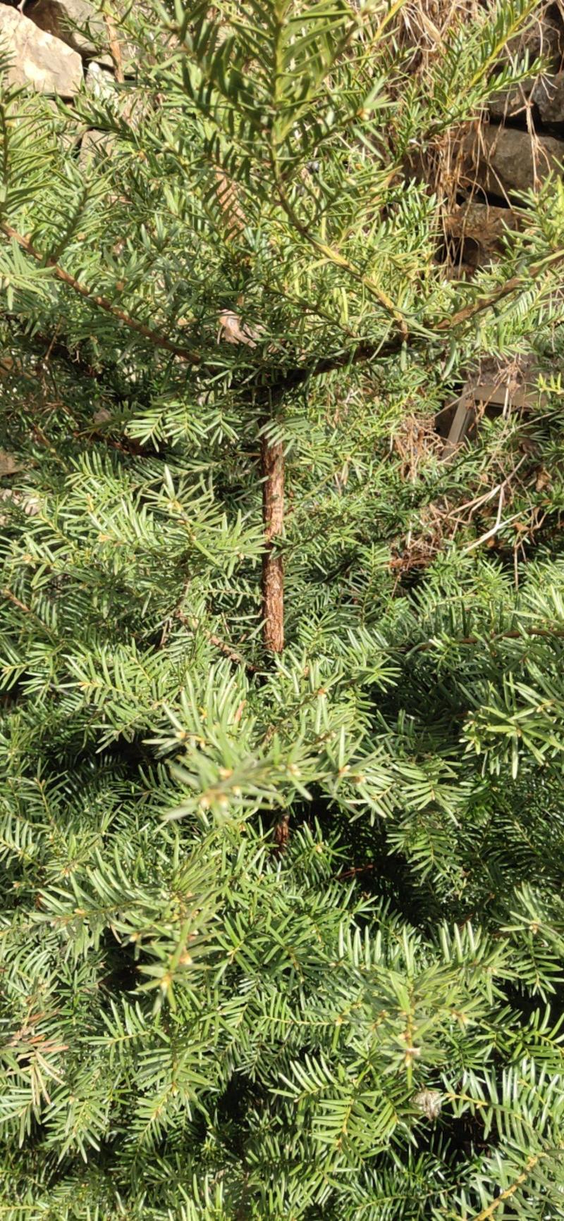红豆杉1米到1米5高