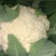 大棚有机花大量有货