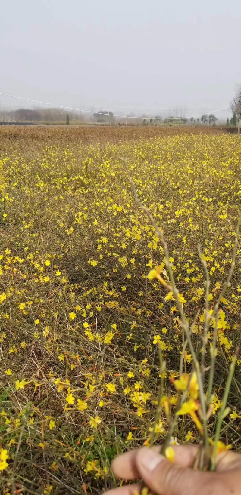 40高度迎春花。迎春花直销。