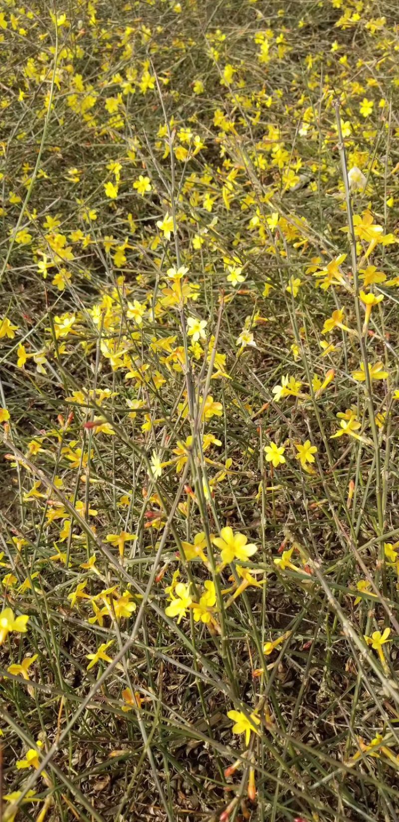 40高度迎春花。迎春花直销。