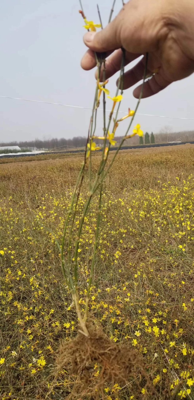 40高度迎春花。迎春花直销。