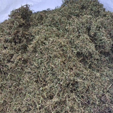 优质鹅不食草，干净去杂质，产地直供，规格齐全，保证质量