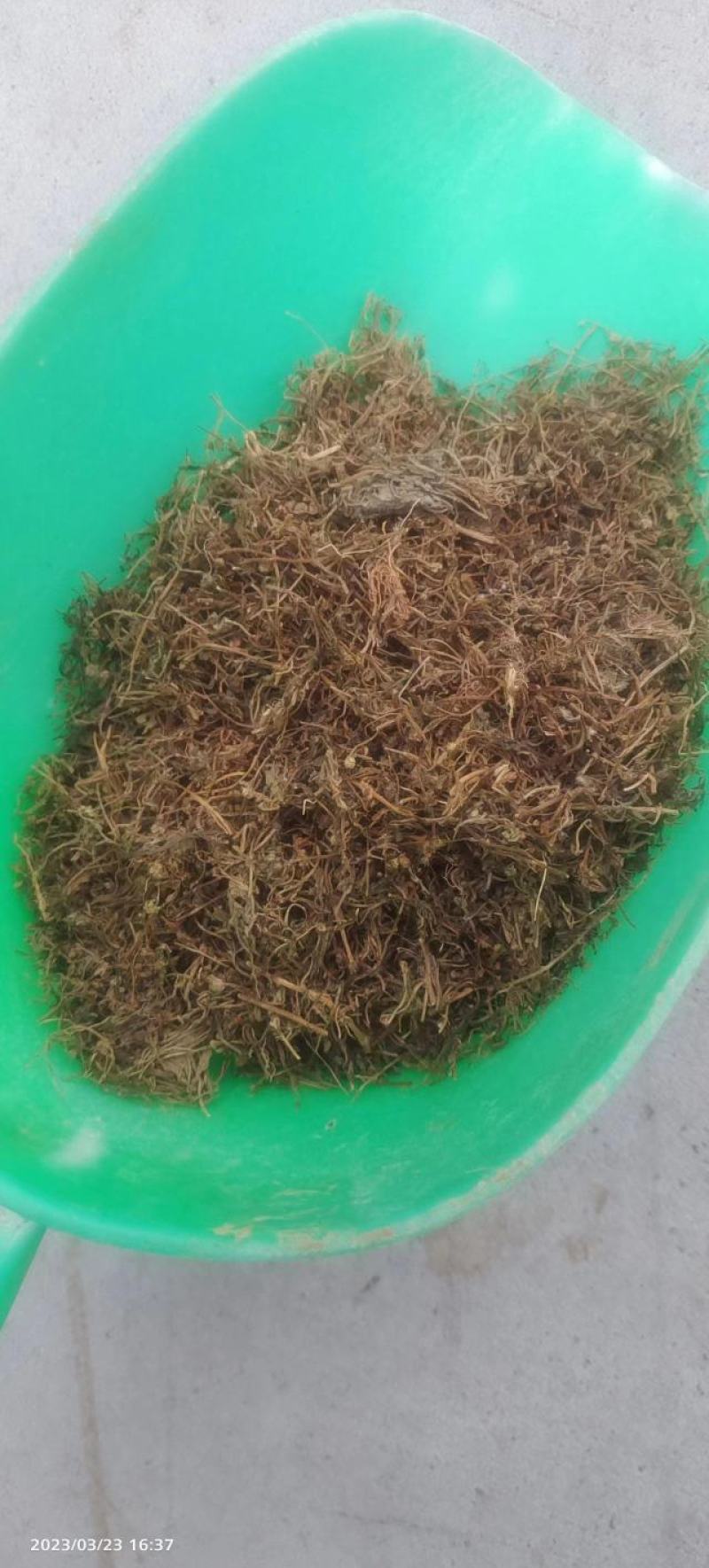 优质鹅不食草，干净去杂质，产地直供，规格齐全，保证质量