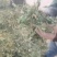 优质鹅不食草，干净去杂质，产地直供，规格齐全，保证质量