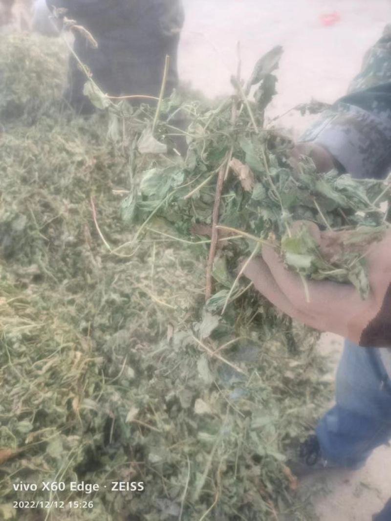 优质鹅不食草，干净去杂质，产地直供，规格齐全，保证质量
