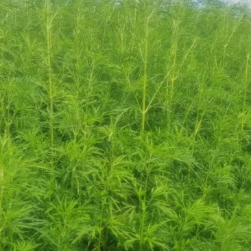 优质益母草，量大价优，品质保证，全国发货，欢迎选购