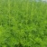 优质益母草，量大价优，品质保证，全国发货，欢迎选购