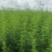 优质益母草，量大价优，品质保证，全国发货，欢迎选购