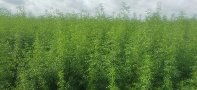 优质益母草，量大价优，品质保证，全国发货，欢迎选购