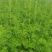 优质益母草，量大价优，品质保证，全国发货，欢迎选购