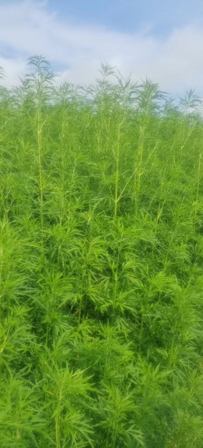 优质益母草，量大价优，品质保证，全国发货，欢迎选购