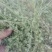 精品半枝莲，货源充足，大量供应，质量保证，一手货源，欢迎