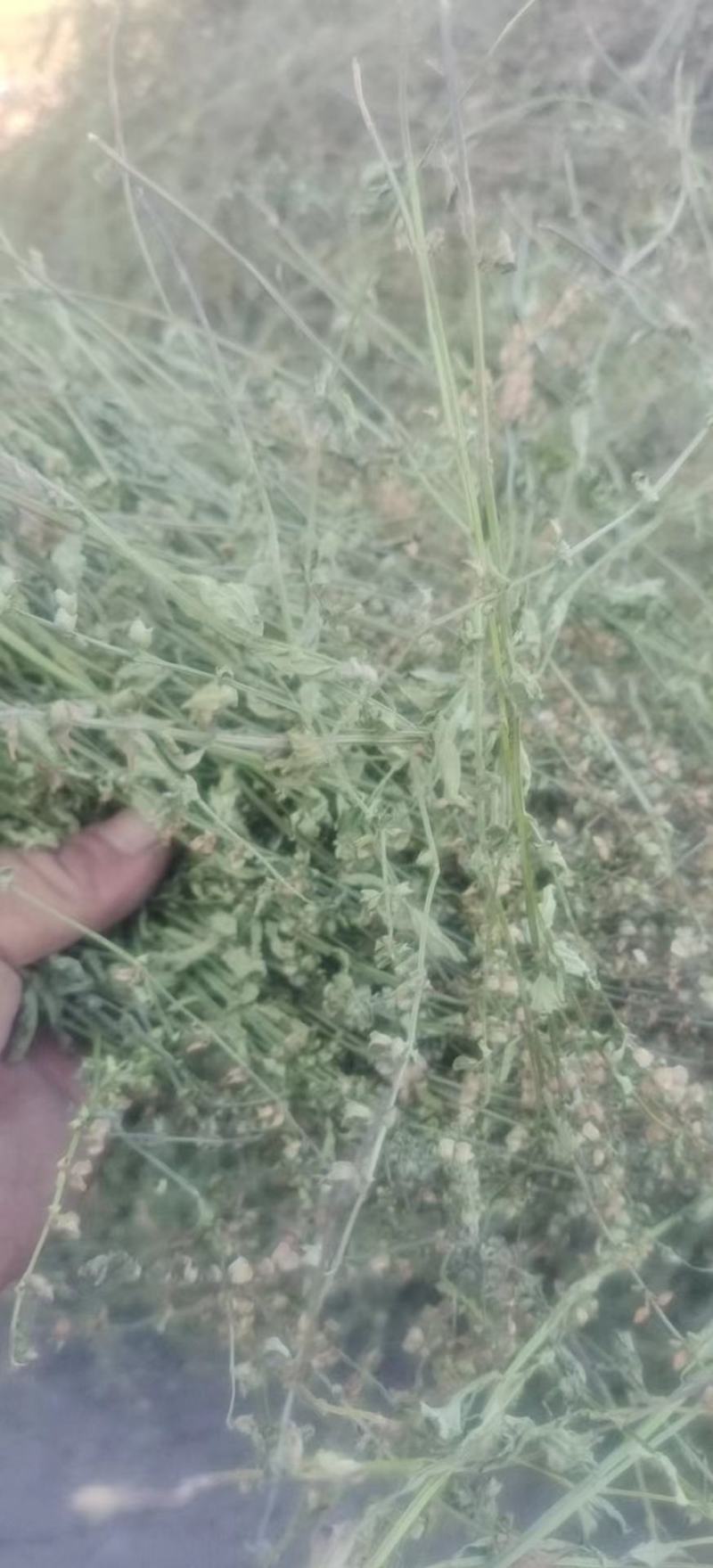 精品半枝莲，货源充足，大量供应，质量保证，一手货源，欢迎