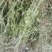 精品半枝莲，货源充足，大量供应，质量保证，一手货源，欢迎