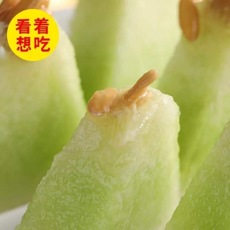 山东玉菇蜜瓜冰清玉姑冰淇淋甜瓜冰清玉菇代发代收