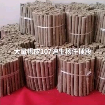 鲁临九号仟插段