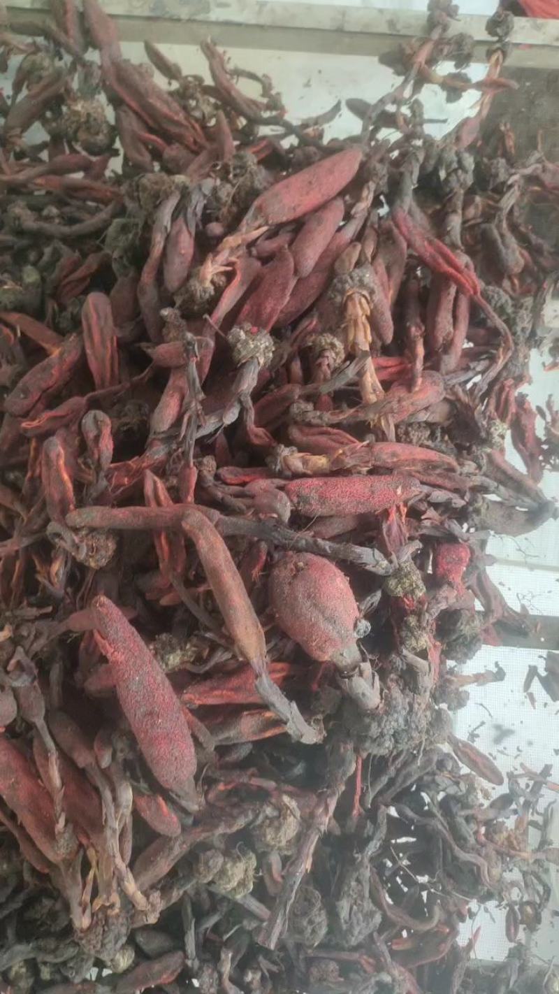 回春草