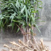 鸡头甜黄精种苗（野生三年以上苗龄）下单后采挖，有现货供应