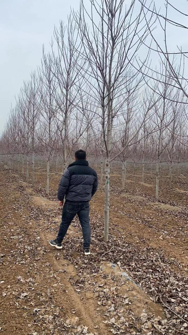 10公分-30美国红枫苗圃甩卖客户自选苗场当日挖苗装车