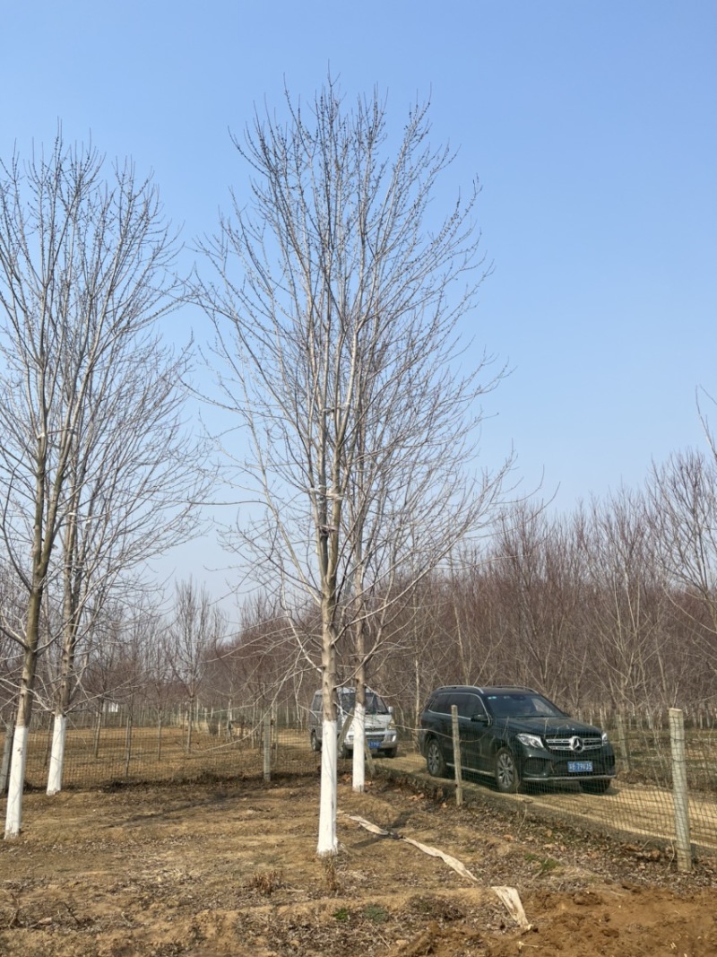 10公分-30美国红枫苗圃甩卖客户自选苗场当日挖苗装车