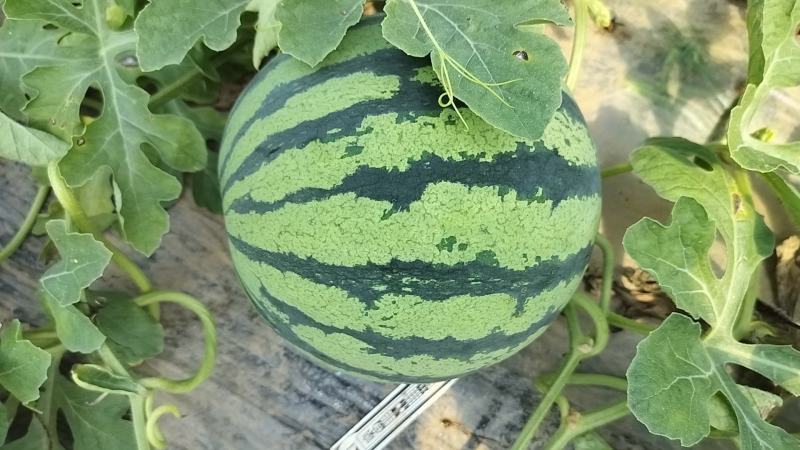 【精品84美都】产地直发果型正口感好诚信经营价优