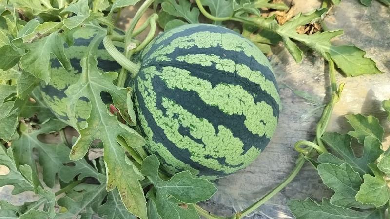 【精品84美都】产地直发果型正口感好诚信经营价优