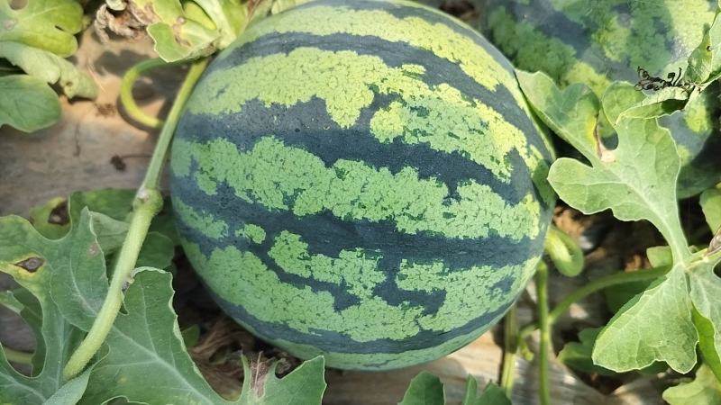 【精品84美都】产地直发果型正口感好诚信经营价优