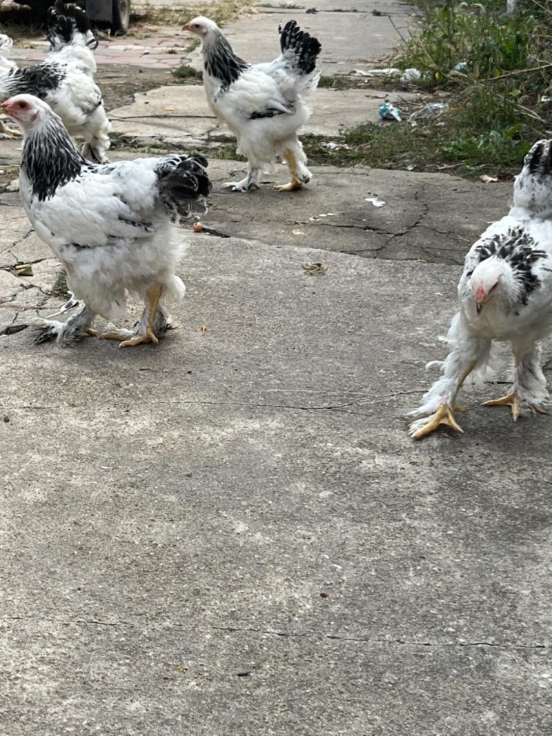 婆罗门观赏鸡