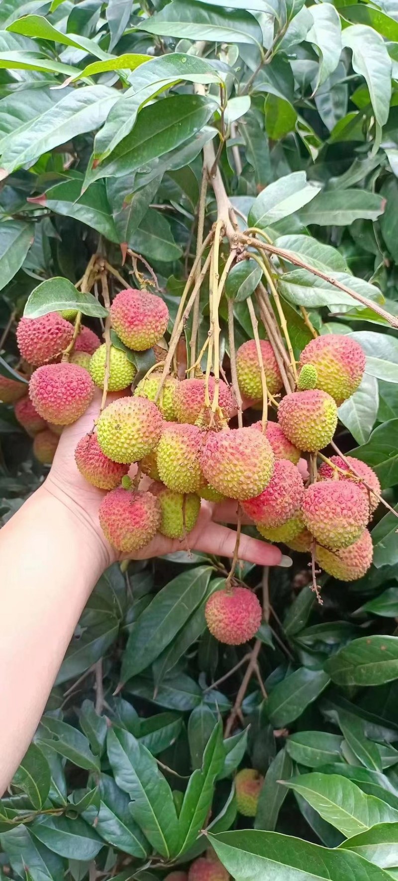广西平南县六月荔枝产地直销，品质保证，价格优惠
