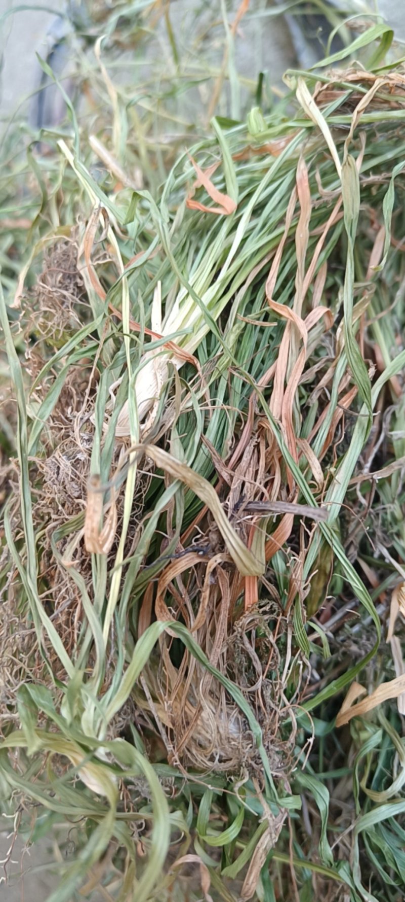 野生药材瞿麦（毽子草）